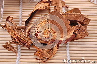 Rhizome cutting section of Ganoderma lucidum Stock Photo